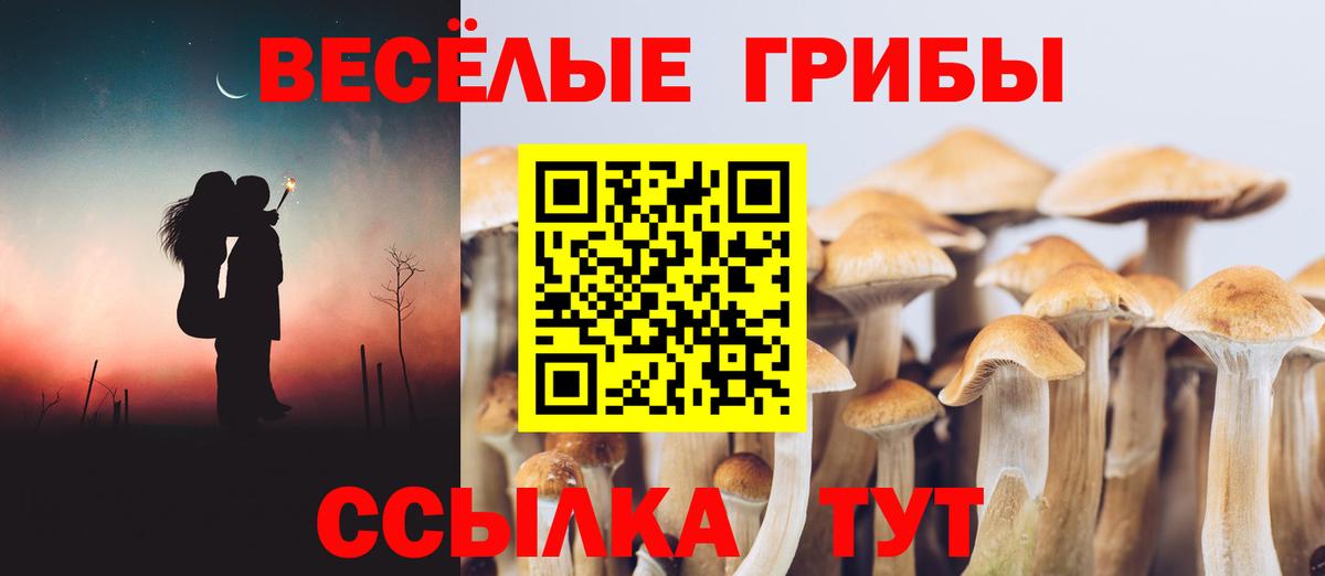 Псилоцибиновые грибы Psilocybe Красноуфимск